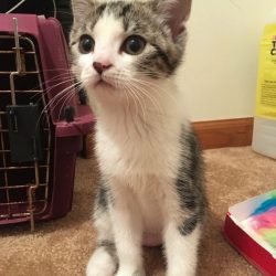 Nirvana - a wee female kitten who selected her human companion