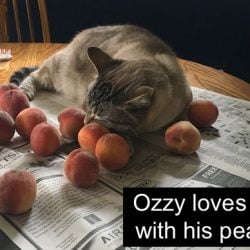Ozzy and his favorite fruit. No, his favorite object.