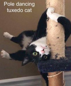 Pole dancing tuxedo cat