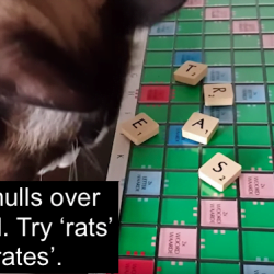 Scrabble playing cats