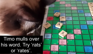 Scrabble playing cats