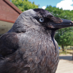 Jackdaw - one of the smart birds