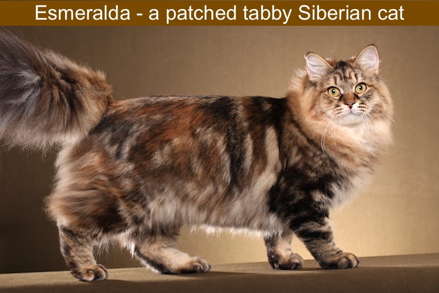 Torbie or patched tabby Siberian cat