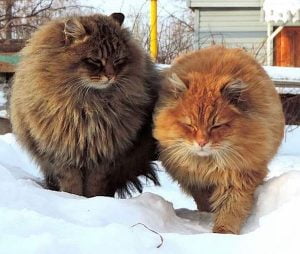 Siberian cats show how their coat protects them