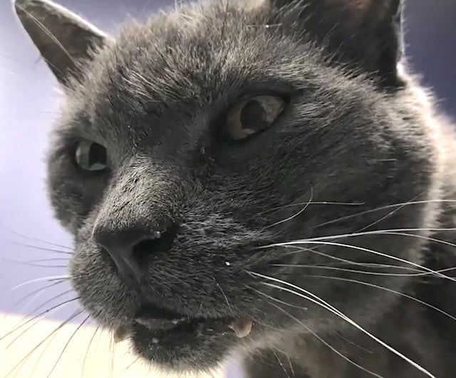 Stevie a stolen and dumped Russian Blue therapy cat found and reunited with mom