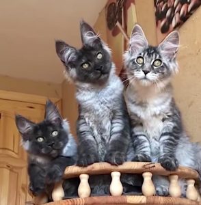 Three Maine Coon cats who will make you want one