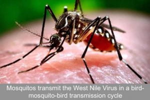 West Nile Virus can infect domestic cats