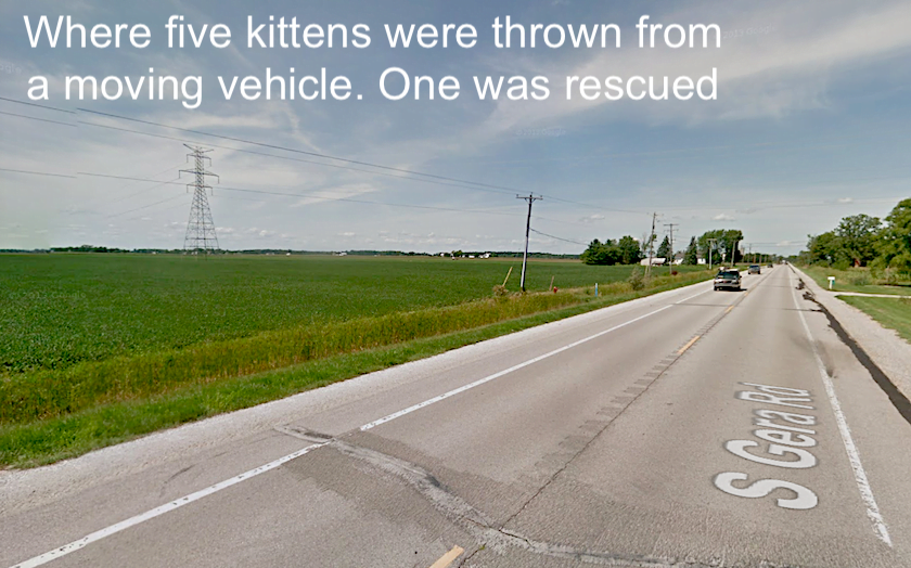 Where five kittens were thrown from a moving vehicle. One was rescued.