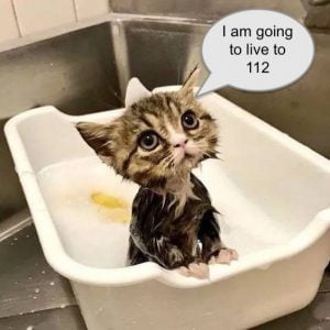 Why do cats live longer than dogs?