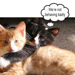 Bad cat behavior. What does it mean?