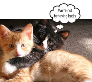 Bad cat behavior. What does it mean?