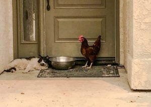 Cat and chicken rescued from California fires