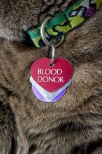 Cat blood donor