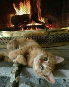 Cat by fireplace