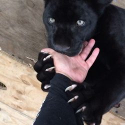 Big cat claws and human hand