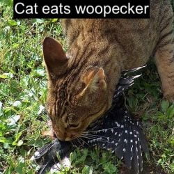 Cat eats woodpecker
