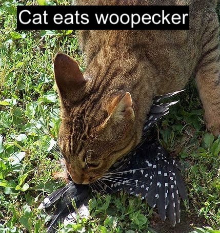 Cat eats woodpecker