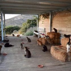 Job offer running cat rescue on Greek island Syros