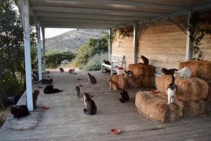 Job offer running cat rescue on Greek island Syros
