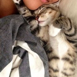 Cat cares about human caretaker