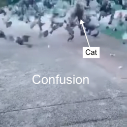 Cat predation confusion