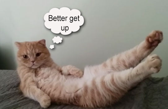 Cat stretches when his feet are tickled