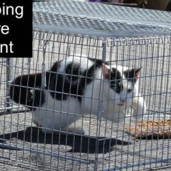 Cat trapping law