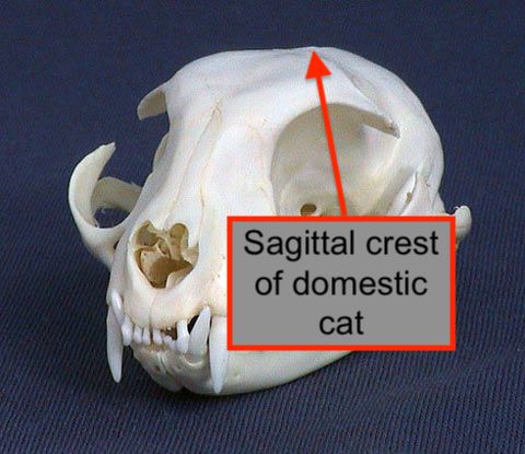 Domestic cat skull showing sagittal crest