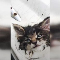 Kitten stuck in side of boat