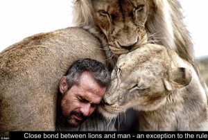 Man's close bond with lions