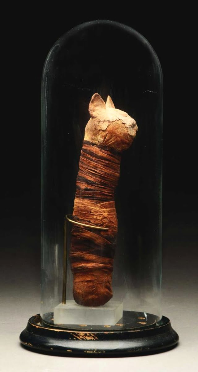 Mummified cat from ancient Egypt