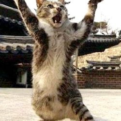 Picture of Kung Ku cat
