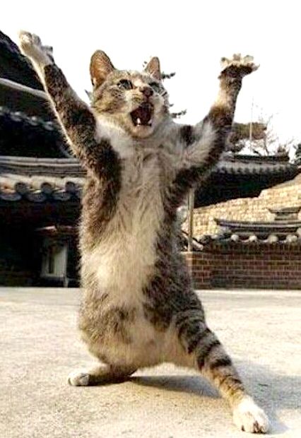 Picture of Kung Ku cat