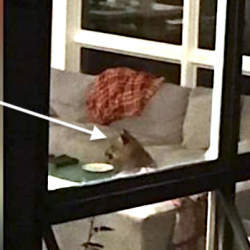Puma in living room an unwanted intruder