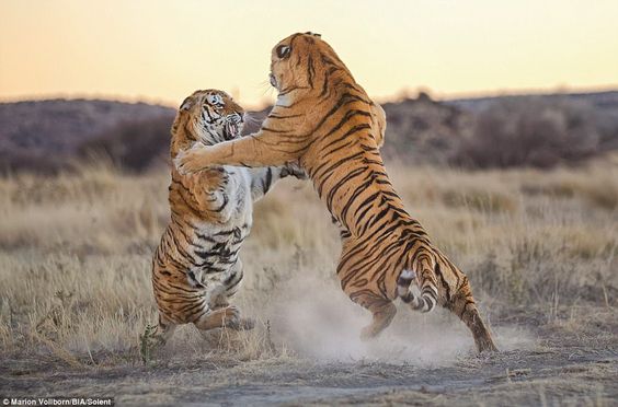 Tigers fight over territory