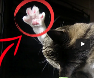 Weird cat behaviors explained