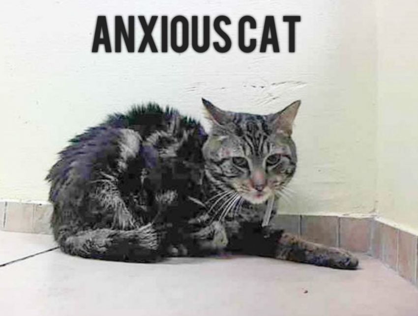 Anxious cat