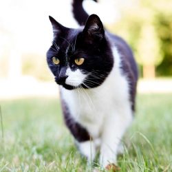 Belle lives in her own outbuilding