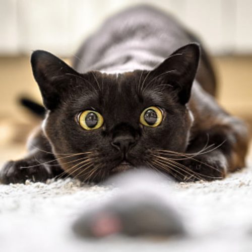 Cat preparing to pounce with a bum wiggle
