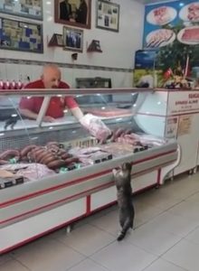 Community cat customer fed at deli