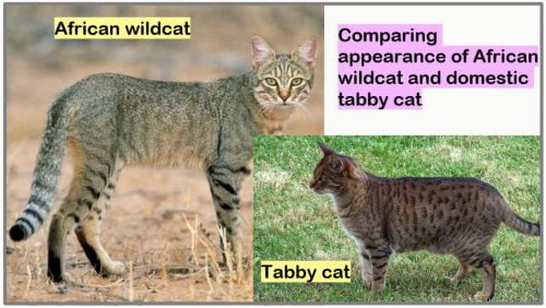Comparing African wildcat and domestic tabby cat appearance
