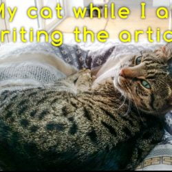 How I stopped my cat biting me