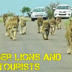 Kruger lions and tourists
