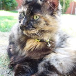 Piedie a tortoiseshell cat