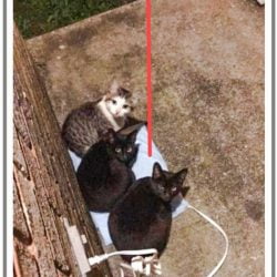 Picture confirms neighborhood cats crave warmth