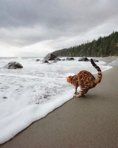 Photo of a Bengal cat on grey beach is excellent