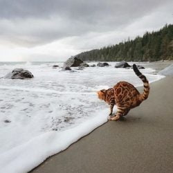 Photo of a Bengal cat on grey beach is excellent