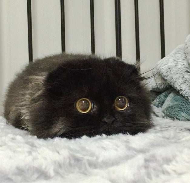 Picture of Scottish Fold cat with wide open eyes