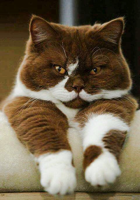 Picture of an impressive looking chocolate and white cat