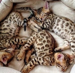 Picture of four desirable Bengal kittens